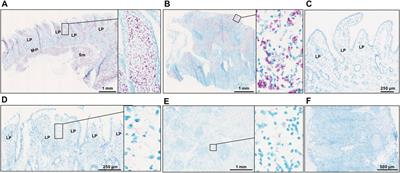 Whole Genome Methylation Analysis Reveals Role of DNA Methylation in Cow’s Ileal and Ileal Lymph Node Responses to Mycobacterium avium subsp. paratuberculosis Infection